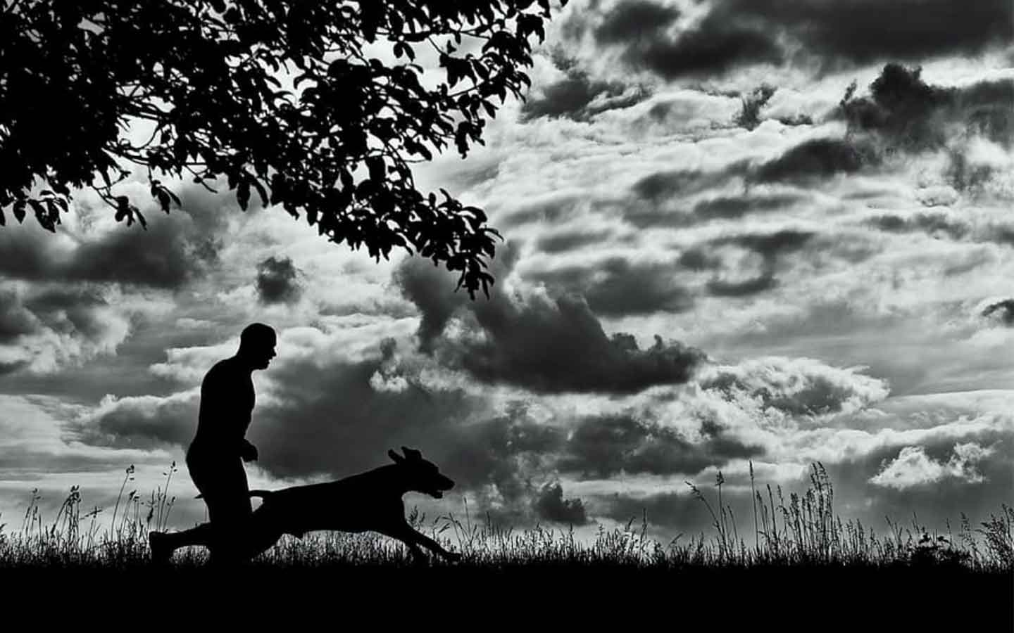 Dog and runner